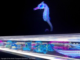 卓越した技術によって生み出された幻想的な色彩の透明標本が展示される
