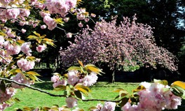 園内で最後に見頃を迎える里桜