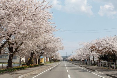 清川千本桜 北海道 の情報 ウォーカープラス