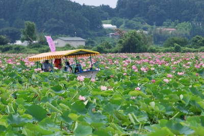 伊豆沼 内沼はすまつり 宮城県 の情報 ウォーカープラス