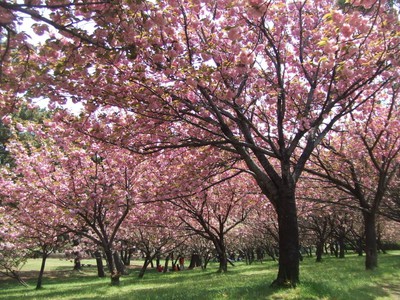 桜 見ごろ 浜寺公園 大阪府 の情報 ウォーカープラス