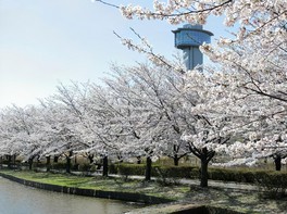 展望台から見下ろす桜並木