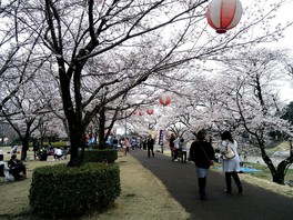 満開の桜並木を楽しむことができる