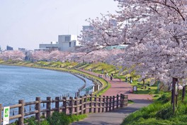 開花時期には、水辺に立ち並ぶ桜を見る来園者で賑わう