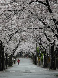 満開時には桜のトンネルが見られる