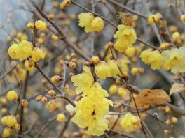 関東の花 自然情報一覧 2件 ウォーカープラス