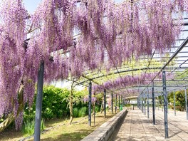 藤の花のカーテンを楽しめる