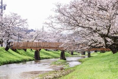 川沿いの夜桜をぼんぼりが照らし幻想的な空間を演出