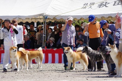 第142回 秋田犬保存会本部展 中止となりました 秋田県 の情報 ウォーカープラス