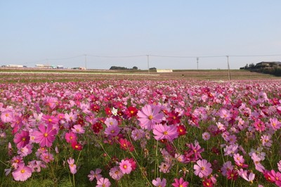 三光コスモス祭り 中止となりました 大分県 の情報 ウォーカープラス