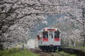 桜 見ごろ 浦ノ崎駅の桜並木 佐賀県 の情報 ウォーカープラス