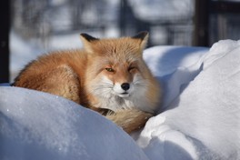 雪の上でくつろぐキタキツネ