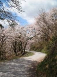 桜を眺めながら散歩できる遊歩道