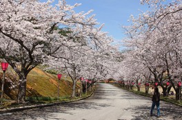 入り口から満開の桜がお出迎え