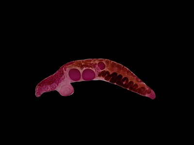 大人の科学バー・寄生虫編Vol.5