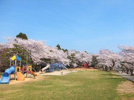 県内有数の桜の名所として知られている