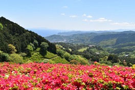 丘一面に植えられたツツジが見頃を迎える