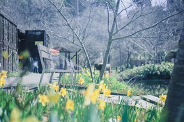 SIKIガーデン「ヒツジグサの池」周辺のスイセン(3月中旬～4月下旬)
