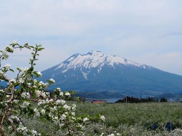 岩木山を背景にりんごの花見が楽しめる