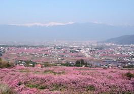 約25万本といわれる花桃が辺り一面に咲き誇る