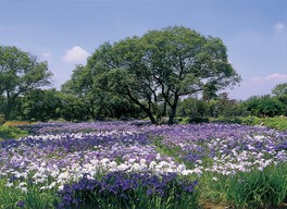 20万本のハナショウブが咲き誇る