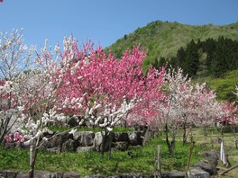 色鮮やかな花桃が咲く
