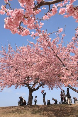 桜 見ごろ いせさき市民のもり公園 群馬県 の情報 ウォーカープラス