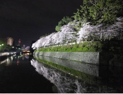 桜 見ごろ 駿府城公園 静岡県 の情報 ウォーカープラス