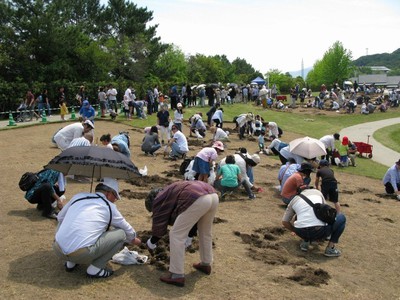 淡路島国営明石海峡公園 チューリップの球根掘り体験 兵庫県 の情報 ウォーカープラス