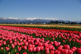 色鮮やかなチューリップが畑一面に広がる