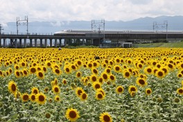 約14万本のヒマワリが咲き誇る
