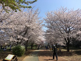 園路沿いにたくさんの桜を見ることができる