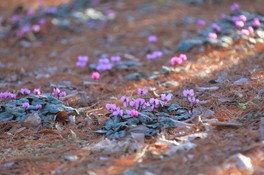 埼玉県の花 自然情報一覧 26件 ウォーカープラス