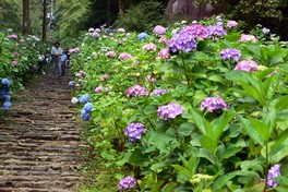 約1000段の石段両側にアジサイが植えられている