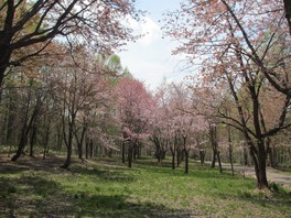 満開になると桜のトンネルが現れる