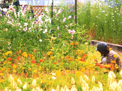 花摘み園 中止となりました 大阪府 の情報 ウォーカープラス