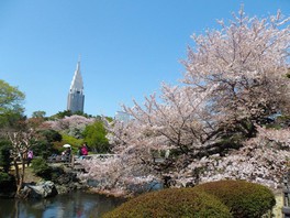 敷地内には約70品種約900本の桜がある