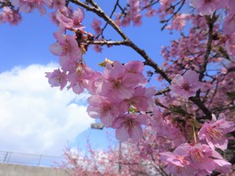 3月上旬から見頃を迎える河津桜