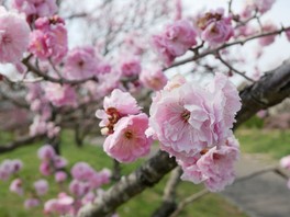 色鮮やかな梅が観賞できる