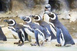 ペンギンの足が短い不思議を知ることができる