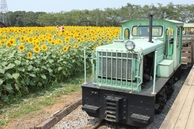 ひまわり列車 千葉県 の情報 ウォーカープラス