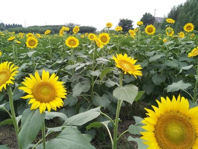 花 見ごろ 所沢ひまわり畑22 埼玉県 の情報 ウォーカープラス