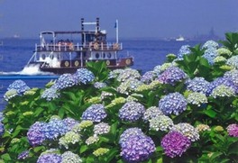 神奈川県内最大規模の2万株のアジサイが咲き誇る