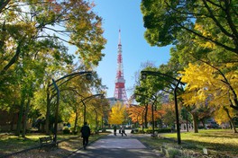 東京タワーを鮮やかな紅葉が彩る