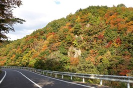 色とりどりでお互いを引き立てあう松ヶ谷渓谷の紅葉