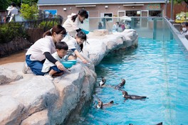 今回はペンギン、クマ、ゾウ、ホワイトタイガーのエサやりを体験できる
