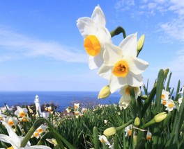 日本水仙三大群生地のひとつに数えられる越前海岸