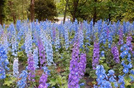 埼玉県の花 自然情報一覧 16件 ウォーカープラス