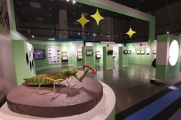 さまざまな標本や模型を展示