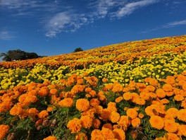 広い斜面を彩るオレンジや黄色のマリーゴールド